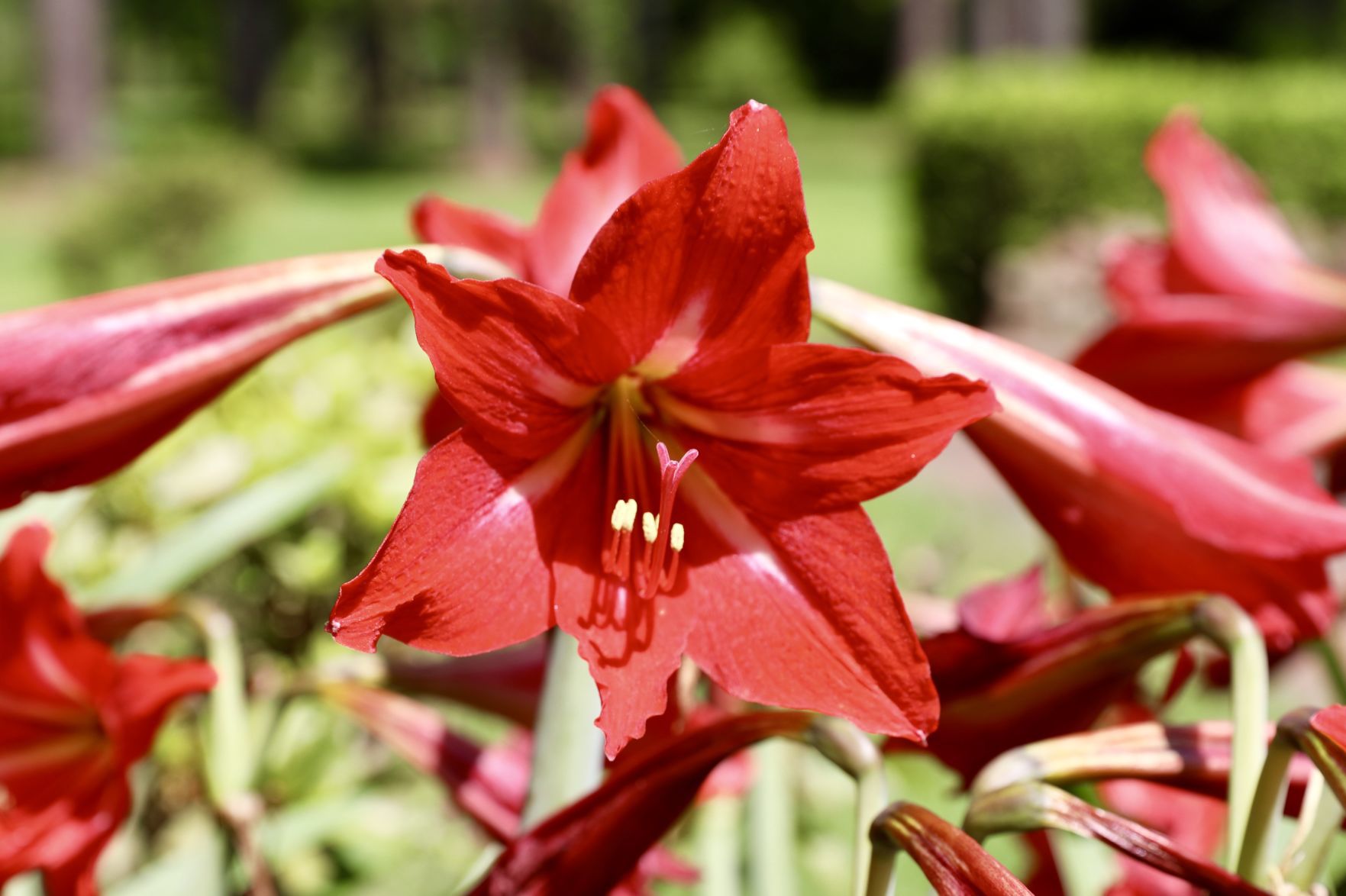 Amaryllis Bloom